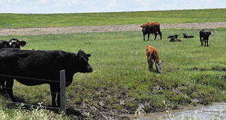 CC Cattle in Pasture